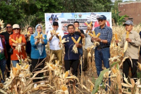 Pemkot Parepare dan Unhas Berhasil Panen Perdana Jagung Jago