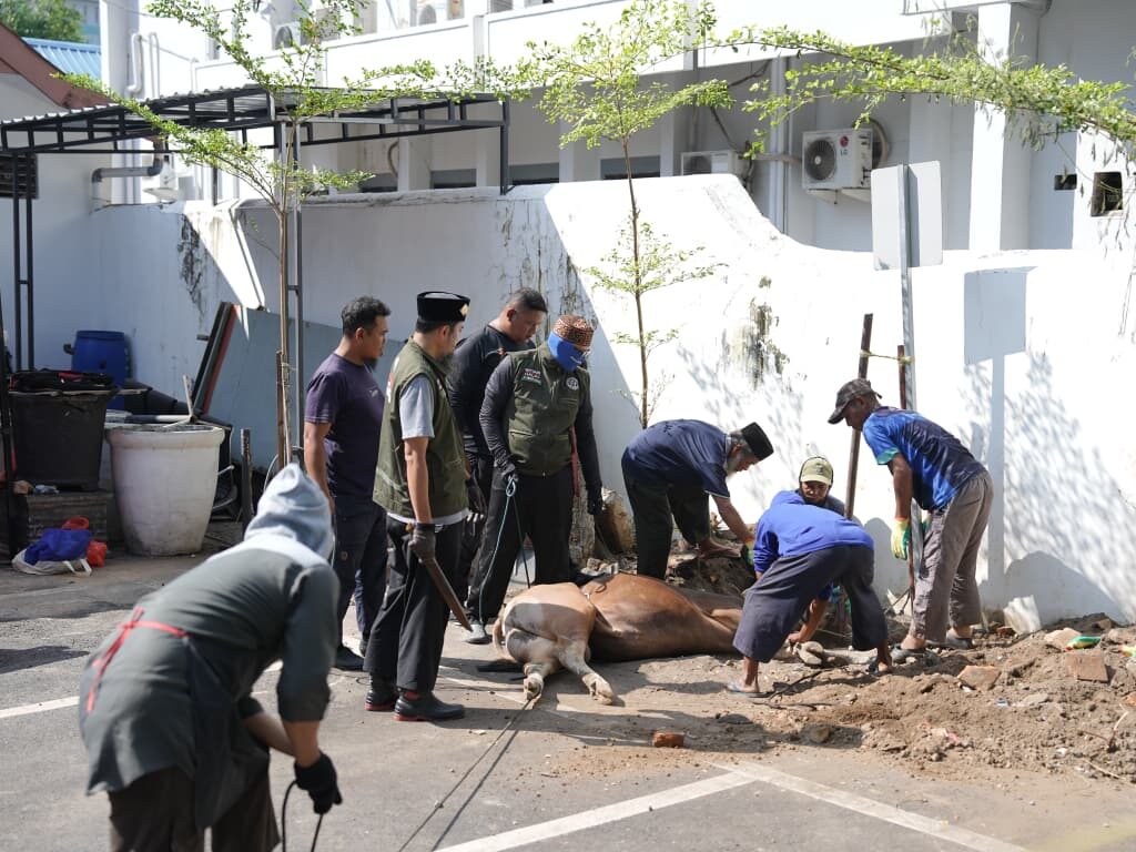 Momentum Iduladha, Pemkot Makassar Tebar Kepedulian Lewat Penyembelihan 9 Sapi Kurban