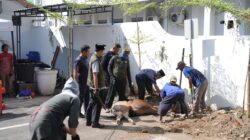 Momentum Iduladha, Pemkot Makassar Tebar Kepedulian Lewat Penyembelihan 9 Sapi Kurban