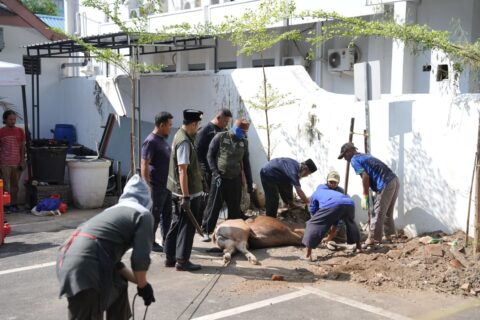 Momentum Iduladha, Pemkot Makassar Tebar Kepedulian Lewat Penyembelihan 9 Sapi Kurban