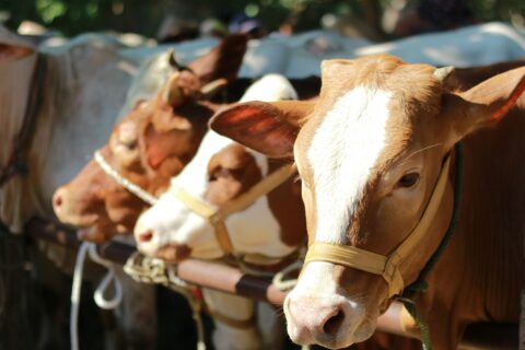 Sulsel Terima 25 Sapi Kurban Bantuan Presiden Prabowo untuk Idul Adha 1447 H