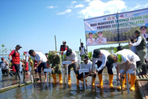 Hari Mangrove Sedunia, Pemprov Sulsel Tanam 7.000 Bibit Mangrove di Pangkep