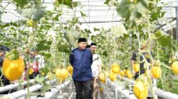 Appi Ingin Urban Farming Masjid Bin Baz Jadi Model Ketahanan Pangan Perkotaan