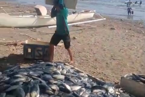 Program Apartemen Ikan Gubernur Andi Sudirman Hasilkan Tangkapan Senilai Rp200 Juta di Barru